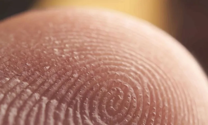 Tìm hiểu về vân tay hình cung cực hiếm