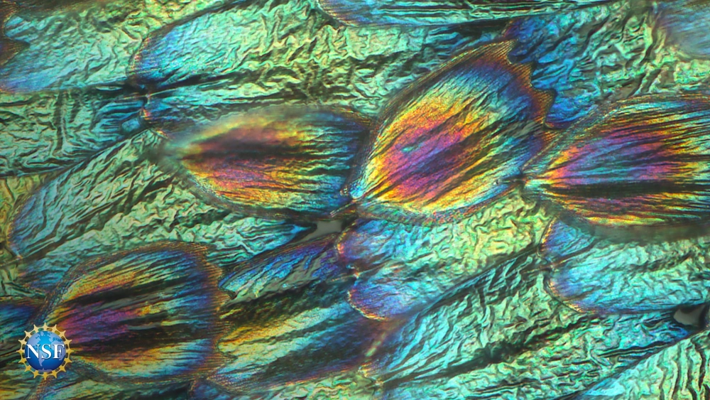 Họa tiết vảy cánh xếp lớp đều đặn như mái ngói trên cánh bướm vua