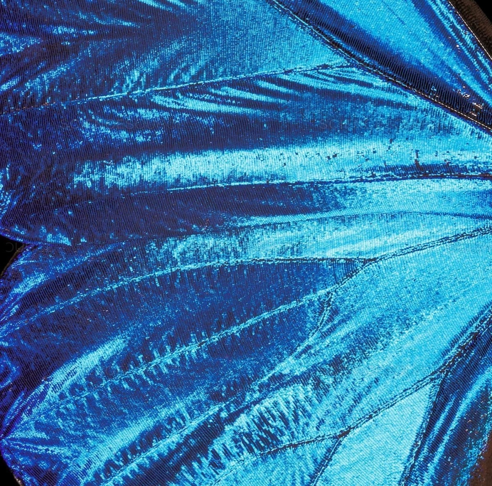 Vẻ đẹp bí ẩn và tối giản của vảy bướm đêm dưới ống kính macro