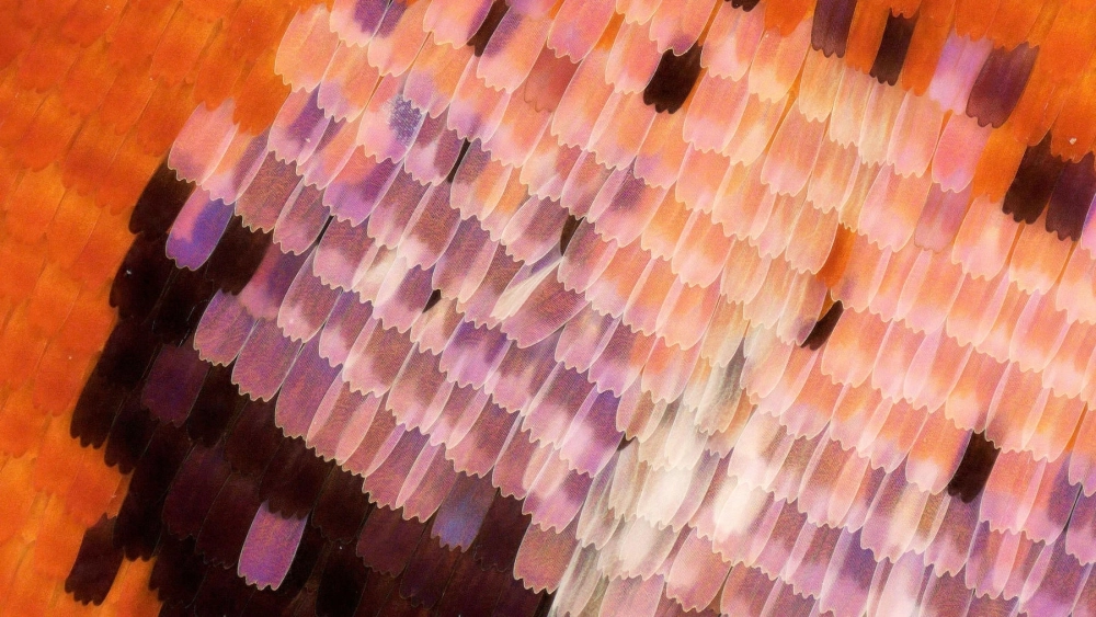 Cận cảnh rìa cánh bướm với các sợi lông tơ mịn màng