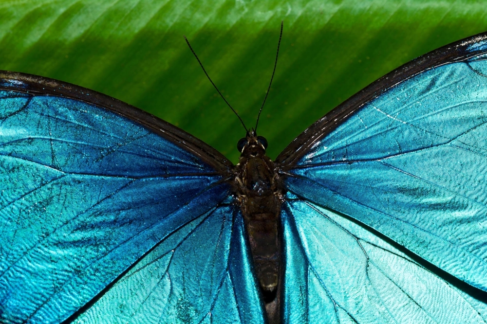 Hình ảnh phấn bướm macro nhìn như những hạt bụi kim tuyến mịn màng