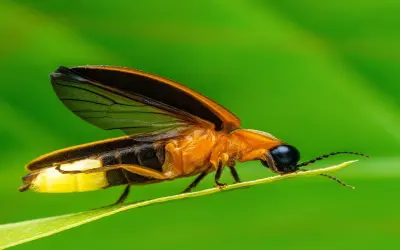 100+ Ảnh đom đóm ban đêm lung linh huyền ảo