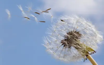 Ảnh hoa bồ công anh bay đẹp mê hoặc khiến ai cũng say đắm