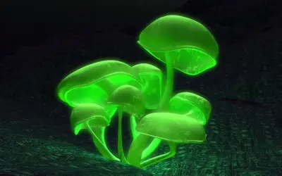 Chiêm ngưỡng thế giới huyền bí qua các ảnh nấm phát sáng đẹp