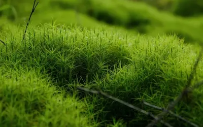 Bộ sưu tập ảnh rêu xanh macro đẹp mê hoặc người xem hiện nay