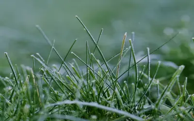 Khám phá vẻ đẹp bí ẩn trong ảnh bụi cỏ macro tuyệt đẹp