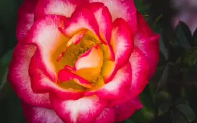 Vén màn cánh hoa hồng soi kính với từng đường nét bí ẩn