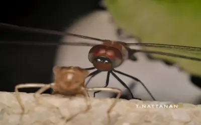 99+ Ảnh chuồn chuồn lột xác 4K đầy ấn tượng