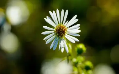 Ảnh hoa dại macro ngập tràn sắc thái tinh tế của thiên nhiên