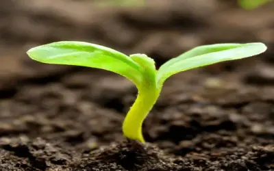 Ảnh mầm cây mới nhú mở ra bức tranh thiên nhiên đầy hy vọng