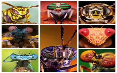 Bộ ảnh mắt chuồn chuồn macro màu sắc rực rỡ 4K