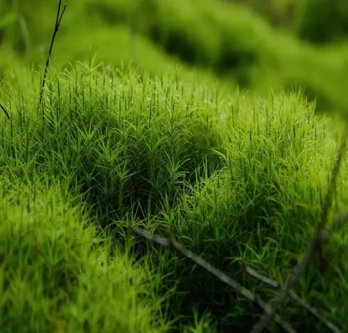 Bộ sưu tập ảnh rêu xanh macro đẹp mê hoặc người xem hiện nay