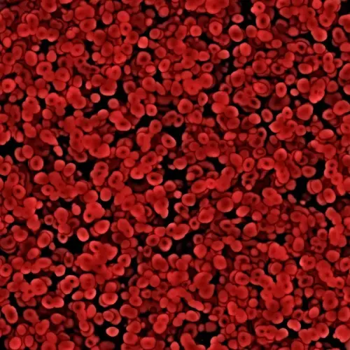 Khám phá thế giới sinh học của tế bào máu dưới kính hiển vi