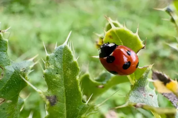 Tuyển tập ảnh bọ rùa đẹp may mắn làm hình nền cực chất