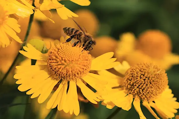 99+ Ảnh con ong lấy mật macro đẹp sắc nét nhất 2026