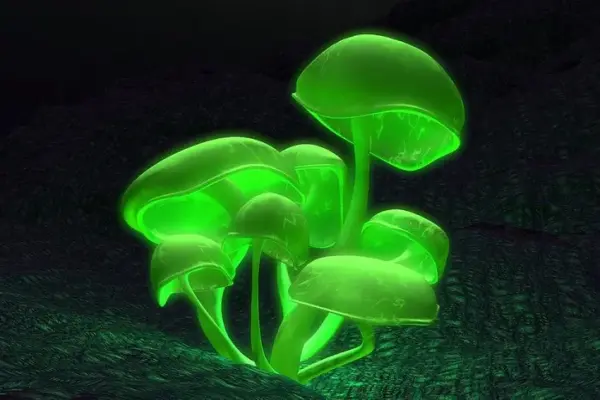 Chiêm ngưỡng thế giới huyền bí qua các ảnh nấm phát sáng đẹp