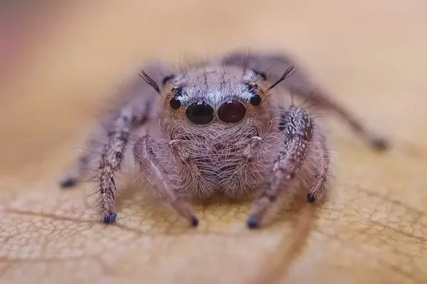 Bộ ảnh nhện nhảy cute làm hình nền điện thoại cực yêu