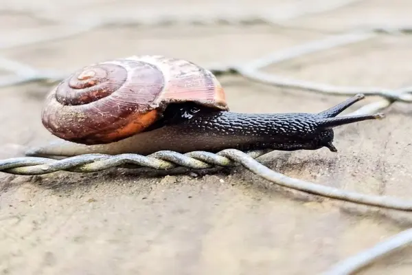 Bộ sưu tập ảnh ốc sên tí hon dễ thương trên đầu ngón tay