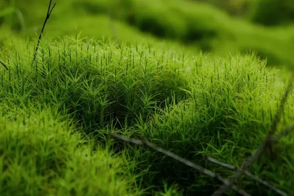 Bộ sưu tập ảnh rêu xanh macro đẹp mê hoặc người xem hiện nay