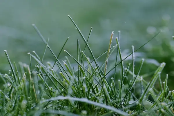 Khám phá vẻ đẹp bí ẩn trong ảnh bụi cỏ macro tuyệt đẹp