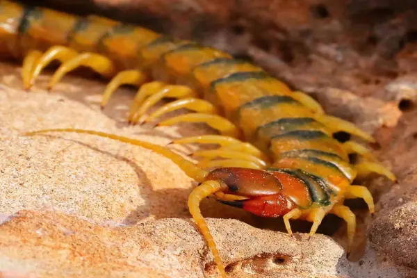 Top 99+ hình ảnh cận cảnh rết khổng lồ săn mồi đầy kịch tính