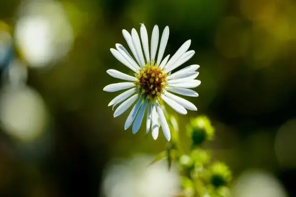 Ảnh hoa dại macro ngập tràn sắc thái tinh tế của thiên nhiên