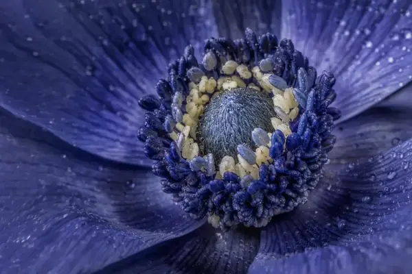 Bộ sưu tập ảnh macro hoa đẹp sắc nét hút mắt người xem