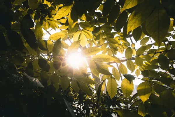 Chiêm ngưỡng ảnh macro tia nắng xuyên lá siêu nghệ thuật