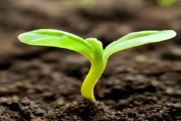 Ảnh mầm cây mới nhú mở ra bức tranh thiên nhiên đầy hy vọng