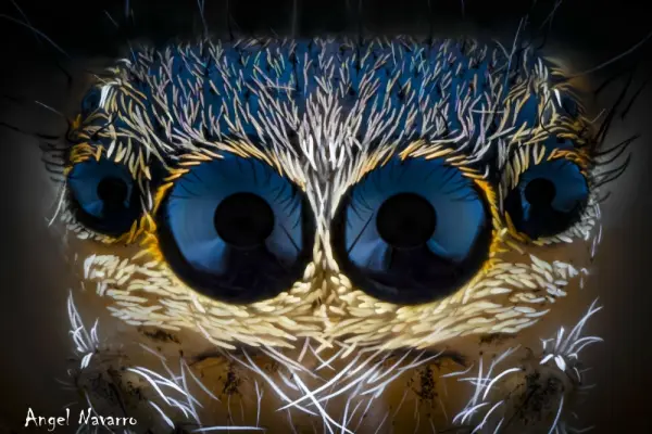 Bộ ảnh mắt nhện nhảy macro sắc nét và ngộ nghĩnh