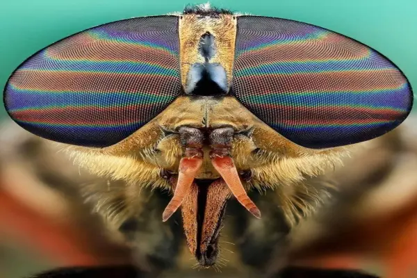 Hình ảnh mắt ruồi phóng đại soi rõ cấu tạo hàng nghìn thấu kính