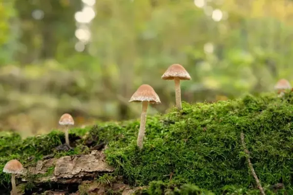 Ảnh nấm tí hon trong rừng đẹp mê ly khiến ai cũng say đắm