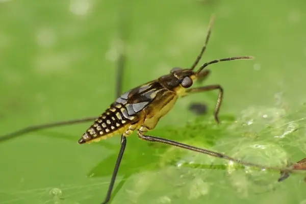 Bộ sưu tập ảnh nhện nước macro và sức căng bề mặt kỳ diệu