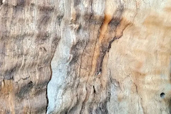 Khám phá cấu trúc thiên nhiên kỳ diệu qua ảnh vân gỗ macro