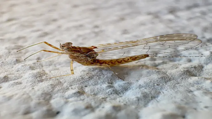 Kho ảnh macro côn trùng nghệ thuật độ phân giải cao 4k