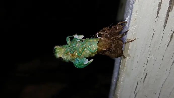 Bộ sưu tập ảnh ve sầu lột xác hóa vũ rực rỡ sắc màu