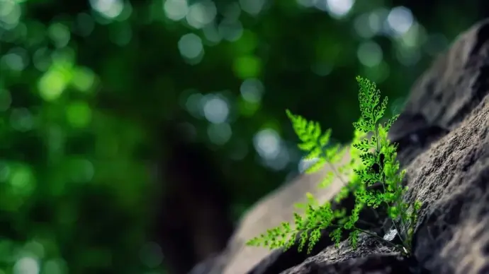 Bộ hình nền thiên nhiên macro 4k sắc màu sống động nhất