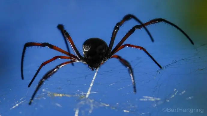 Kỹ thuật săn mồi qua ảnh macro nhện giăng tơ sắc nét