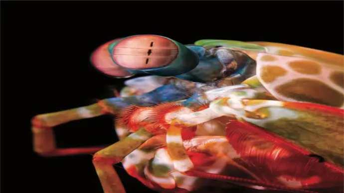 999+ Ảnh macro mắt bọ ngựa chất lượng cao miễn phí