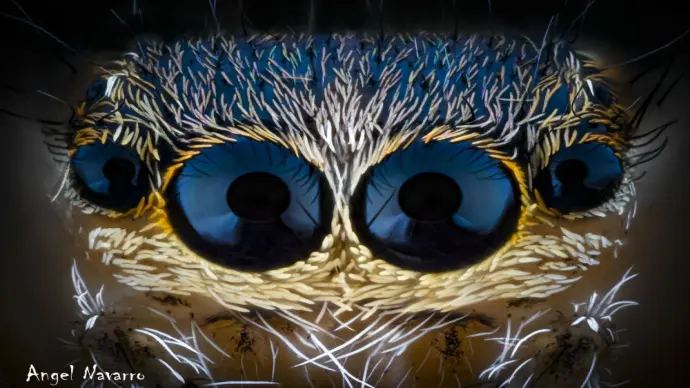 Bộ ảnh mắt nhện nhảy macro sắc nét và ngộ nghĩnh