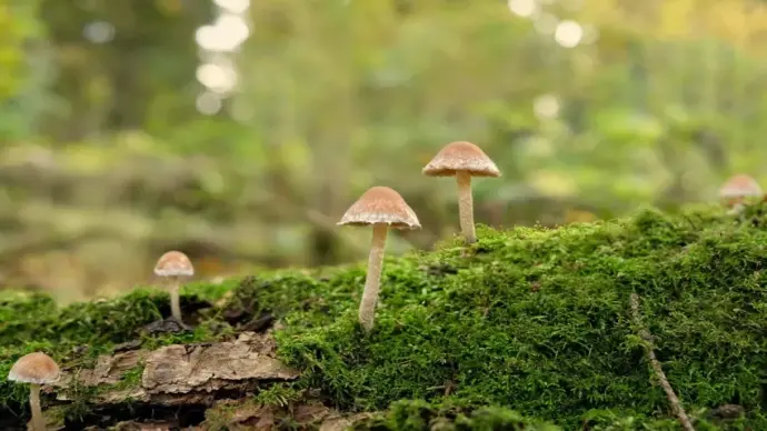 Ảnh nấm tí hon trong rừng đẹp mê ly khiến ai cũng say đắm