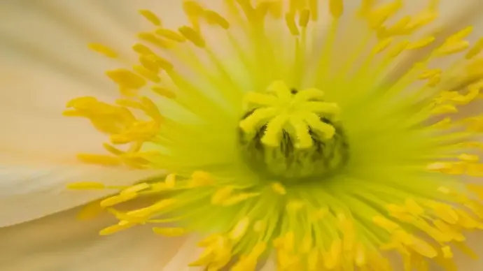 Ảnh nhụy hoa macro ghi dấu vẻ đẹp nhỏ bé nhưng ấn tượng