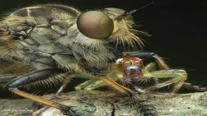 100+ Ảnh ruồi ăn sâu săn mồi hiếm gặp nhất