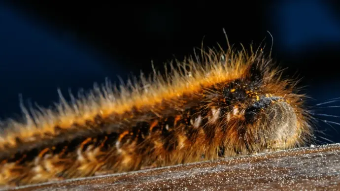 Tuyển tập ảnh sâu bướm lông lá độc đáo trong tự nhiên