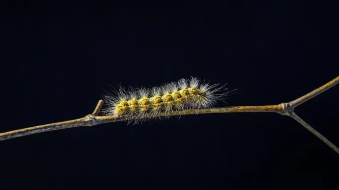 Chiêm ngưỡng bộ sưu tập ảnh sâu bướm macro tuyệt đẹp nhất