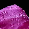 Chiêm ngưỡng ảnh giọt nước trên cánh hoa macro sắc nét