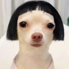 164+ Ảnh Chó Meme Hài Hước Khiến Bạn Cười Không Ngớt 2026