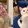 Ảnh Mèo Meme Bựa: Khoảnh Khắc Hài Hước Tạo Tương Tác Độc Đáo
