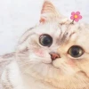 Avatar Mèo Meme: Bộ Sưu Tập Độc Đáo Cho Năm 2026