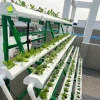 Hướng dẫn chi tiết mô hình trồng rau thủy canh tại nhà 2026